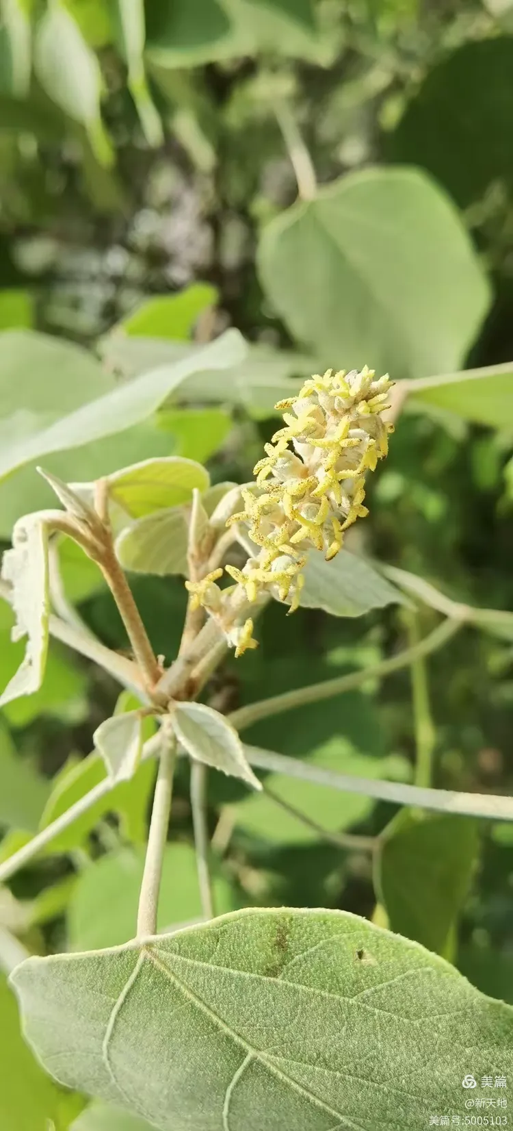 植物观赏 白背叶